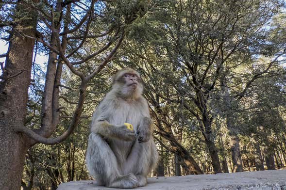 Excursión privada a Sefrou, Bhalil, Ifrane y Azrou